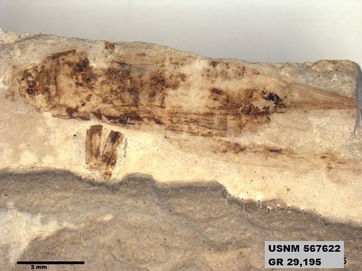 Genus sp