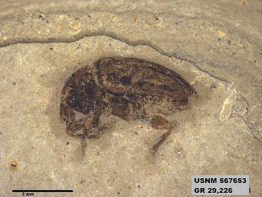 Genus sp