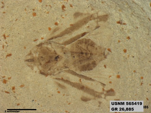 Genus sp