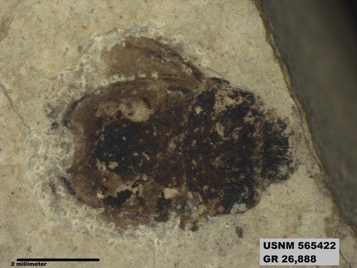 Insecta