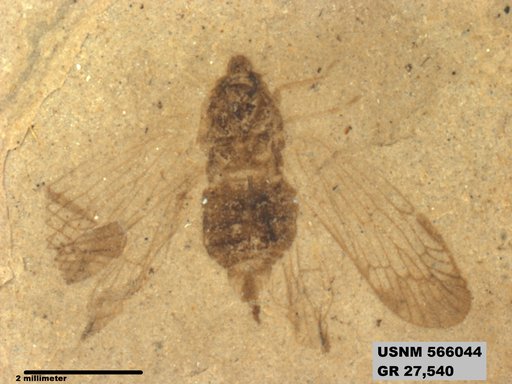 Genus sp