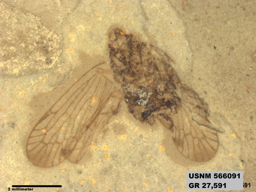 Genus sp