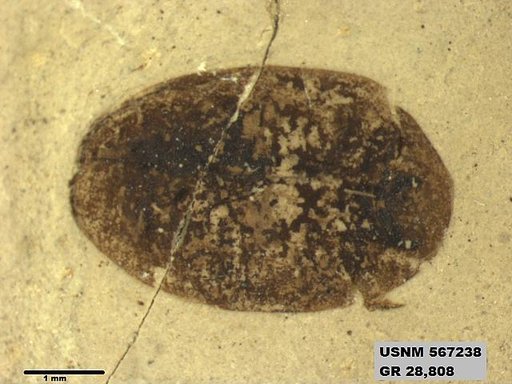 Genus sp