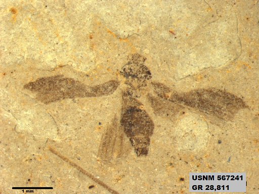 Tipula sp