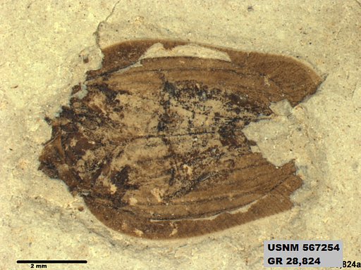 Genus sp