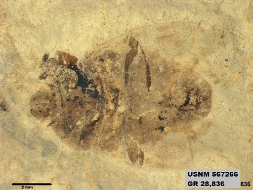 Insecta