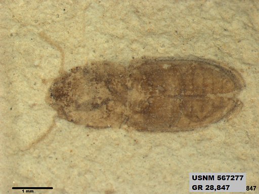 Insecta