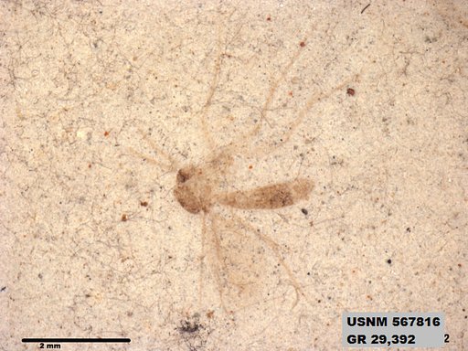Insecta