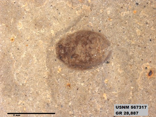 Genus sp