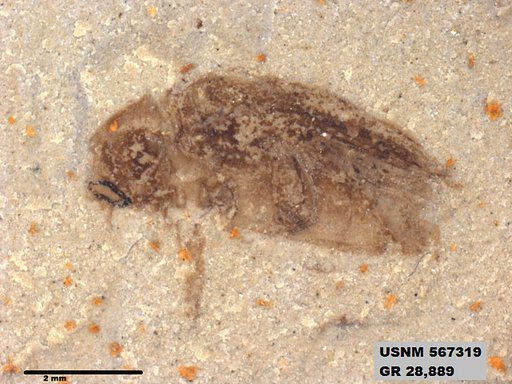 Insecta