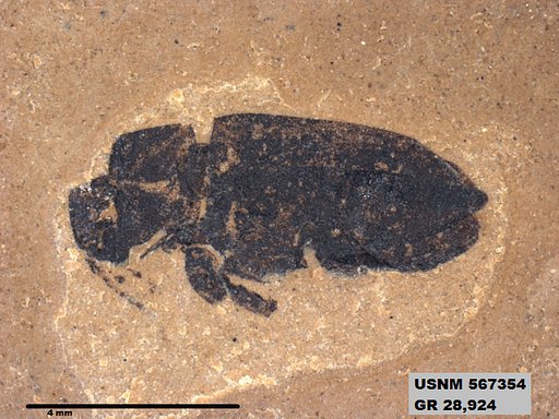 Insecta
