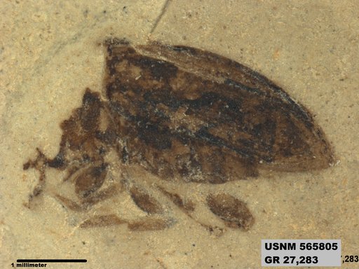 Insecta