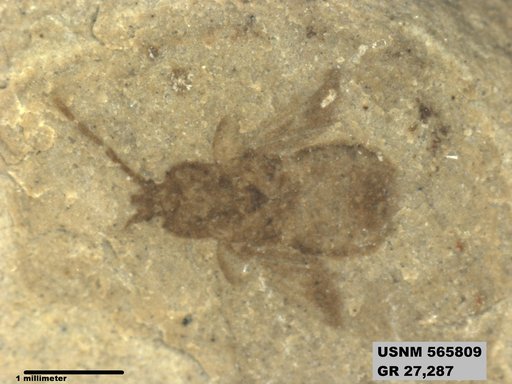 Genus sp