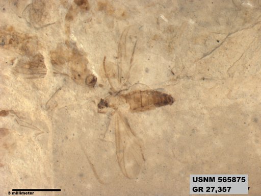 Insecta