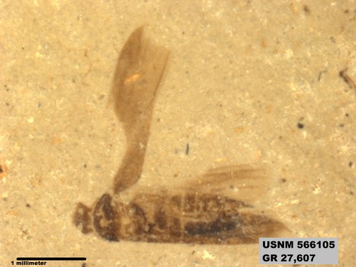 Genus sp