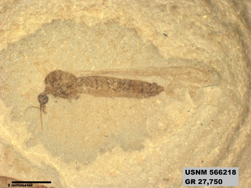 Genus sp