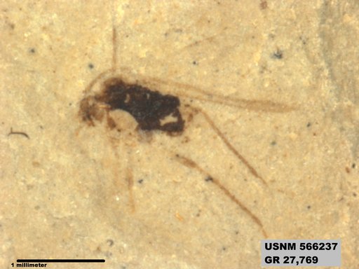Genus sp