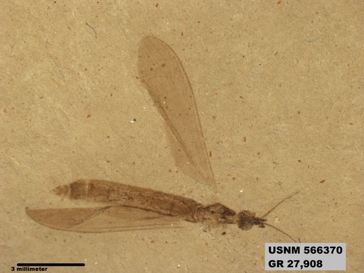 Genus sp