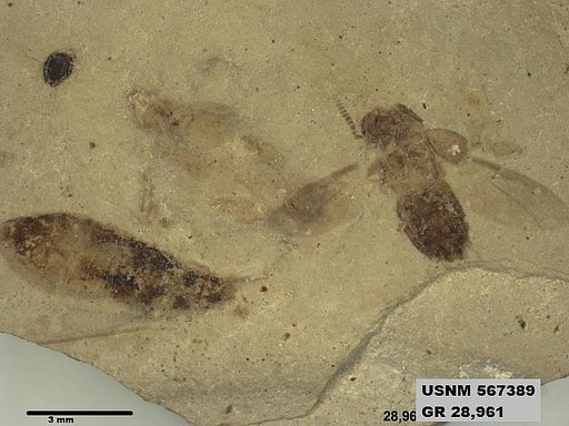 Genus sp