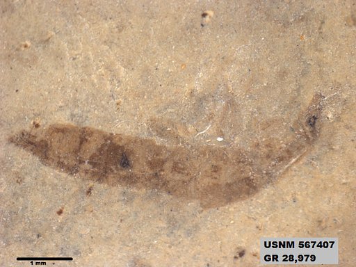 Genus sp