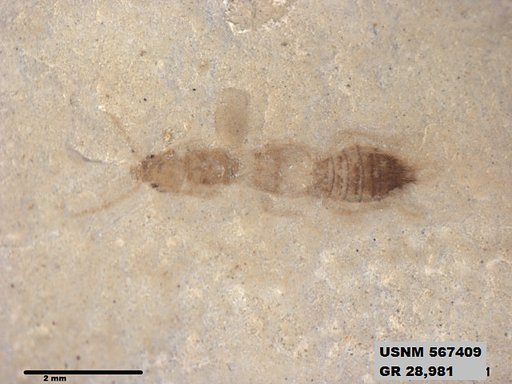 Genus sp