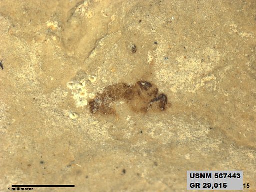 Insecta