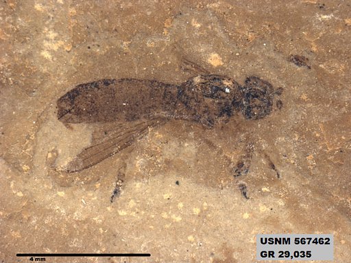 Insecta