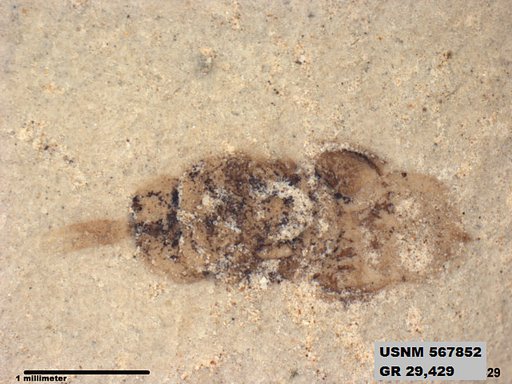 Insecta
