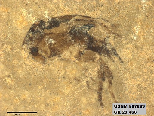 Insecta