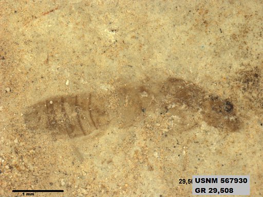 Insecta