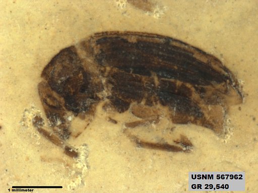 Insecta