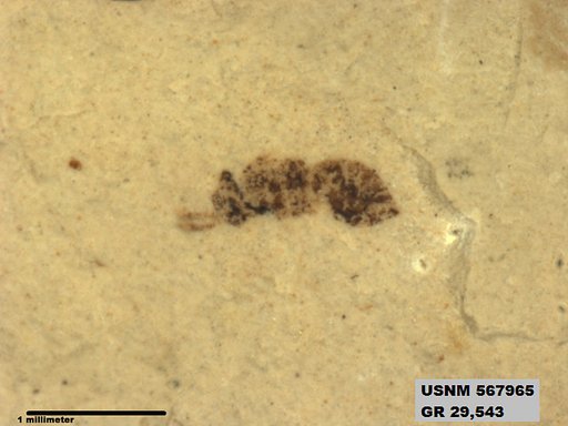 Insecta