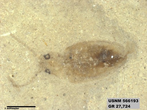 Genus sp