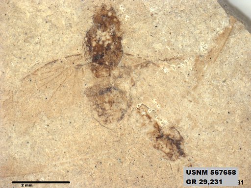 Insecta