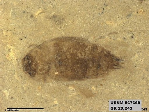 Genus sp