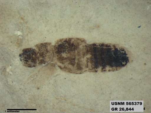 Genus sp