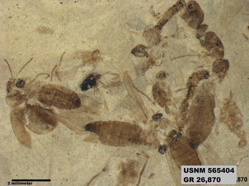 Genus sp