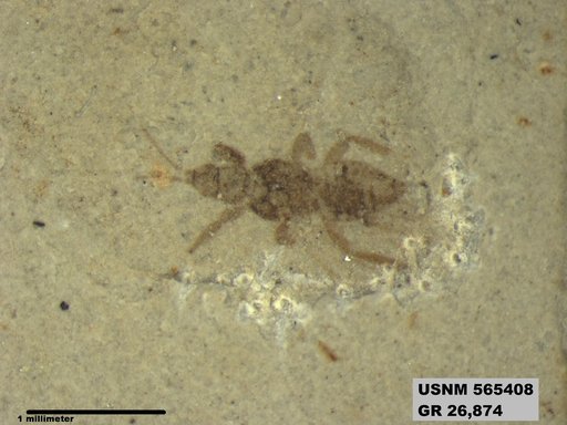 Insecta