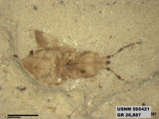 Genus sp