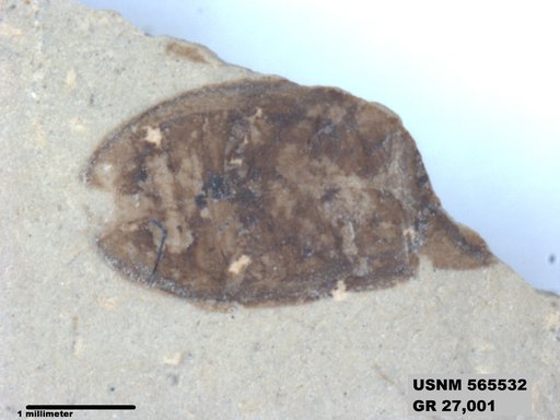 Insecta