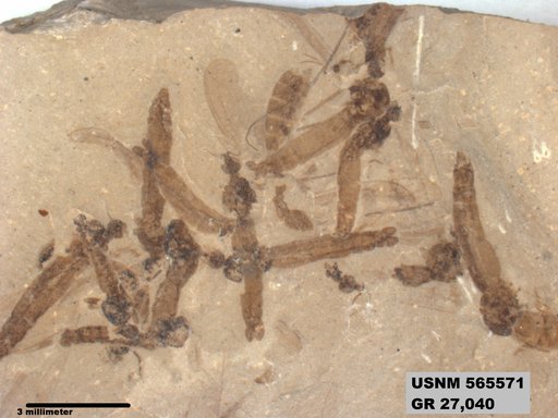 Genus sp