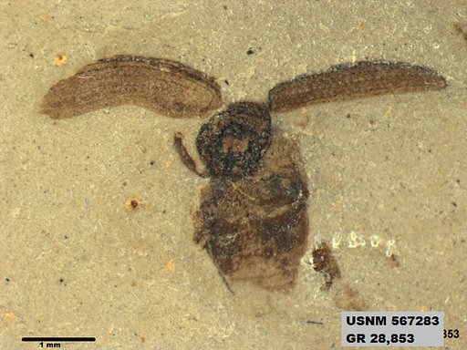 Insecta