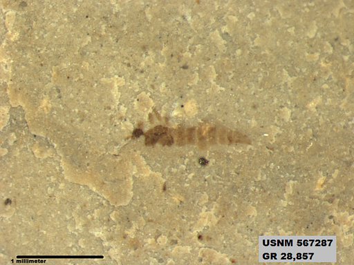 Insecta