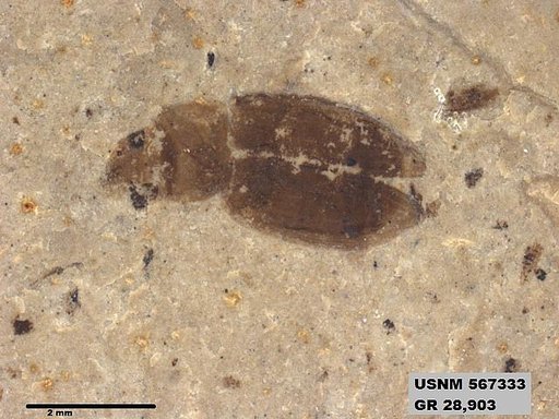 Insecta