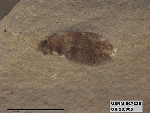Insecta