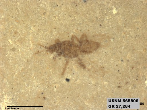 Insecta