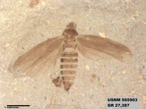 Genus sp