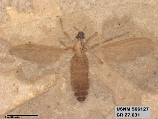 Genus sp