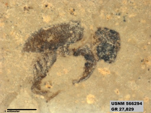 Insecta