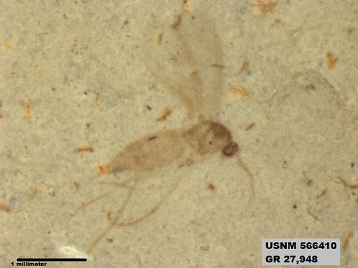 Insecta